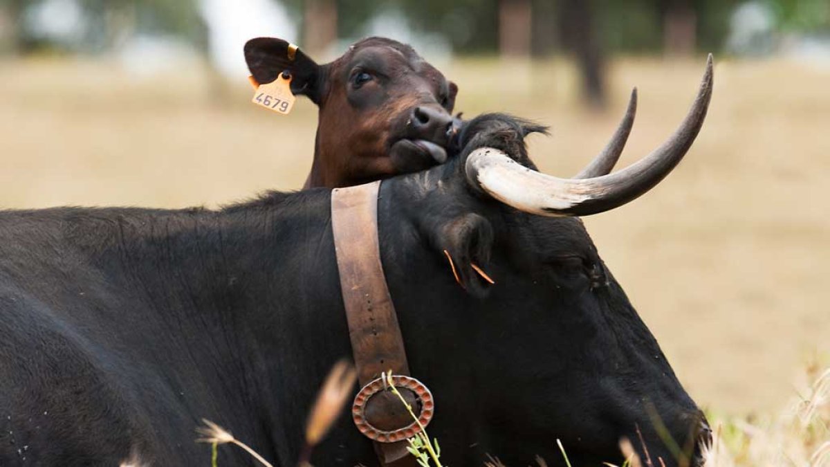 Vacas para producción de carne en Ávila.