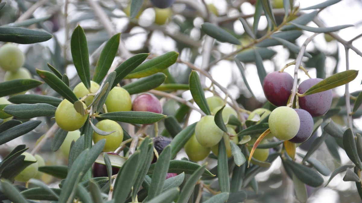 Aceitunas en distinto estado madurativo en un olivar