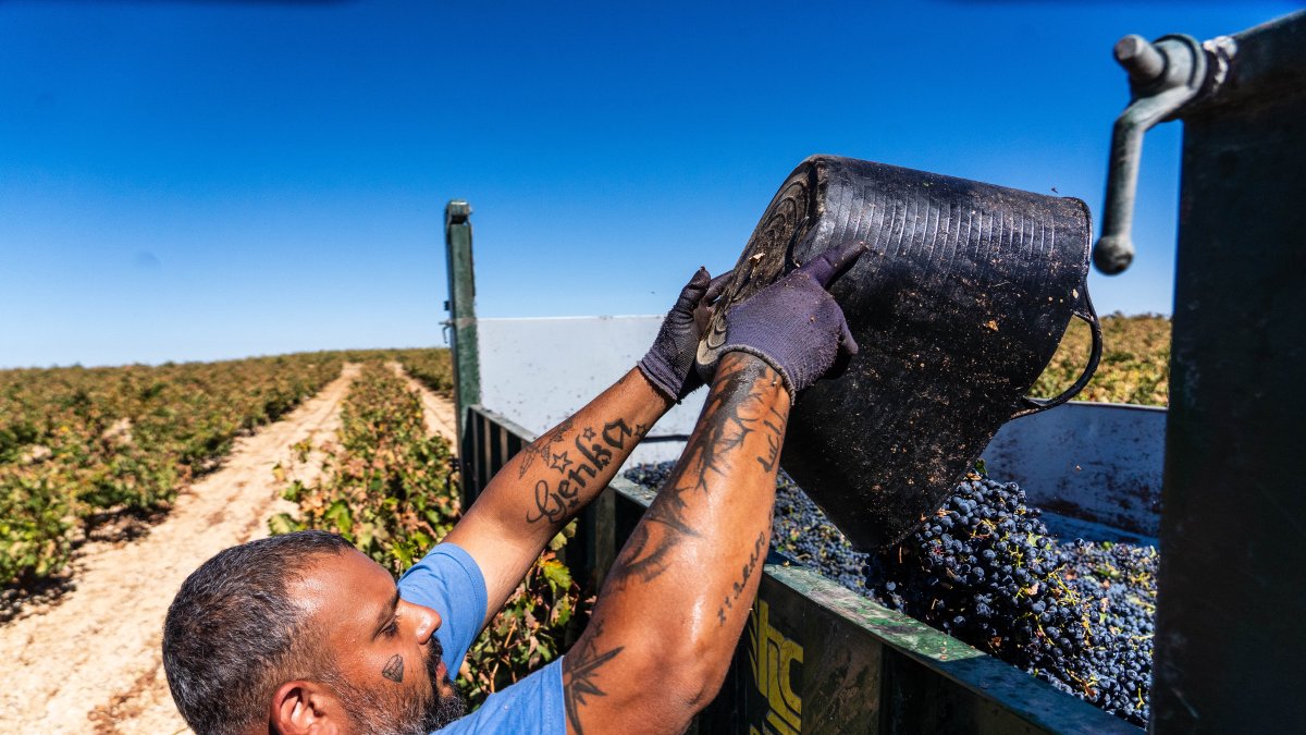 Un vendimiador vuelca su cuévano de uva tinta en un remolque de la Ribera de Duero.