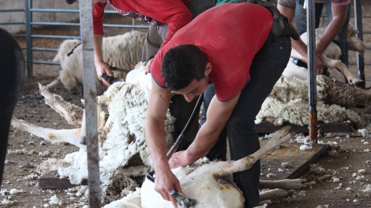 Una cuadrilla de esquiladores extrae los vellones de las ovejas de un ganadero.