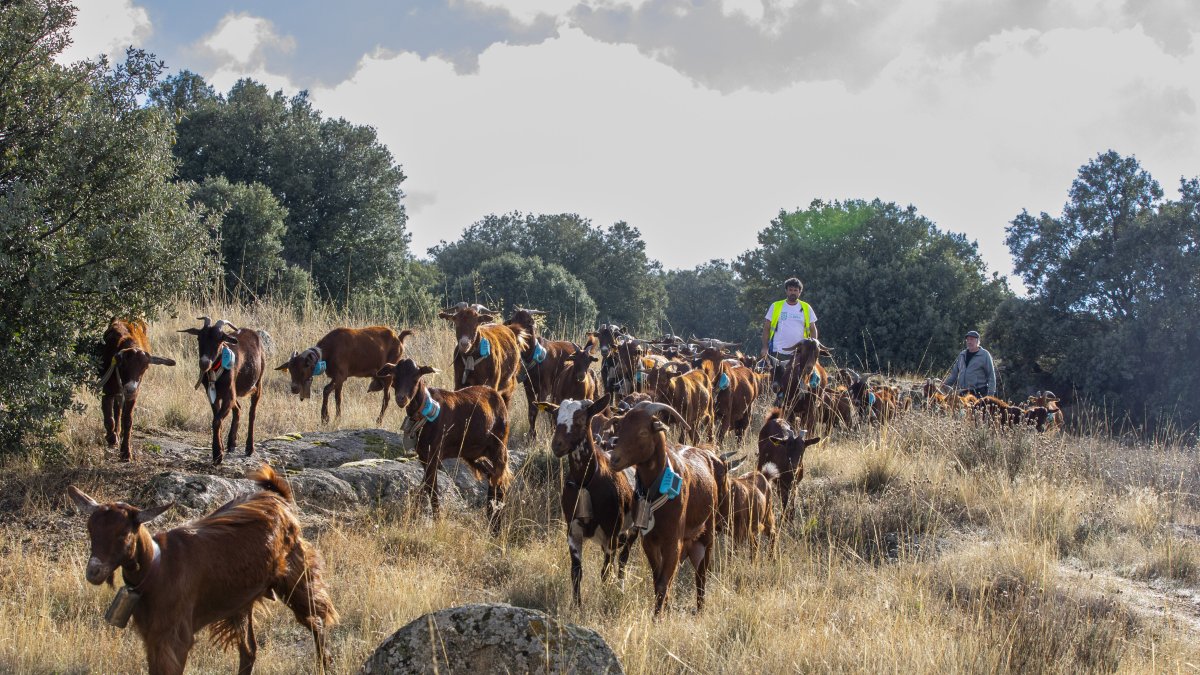 Un momento del recorrido entre las localidades abulenses de Solosancho y El Fresno.