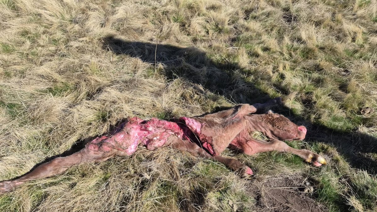 Resto de uno de los terneros atacados por el lobo