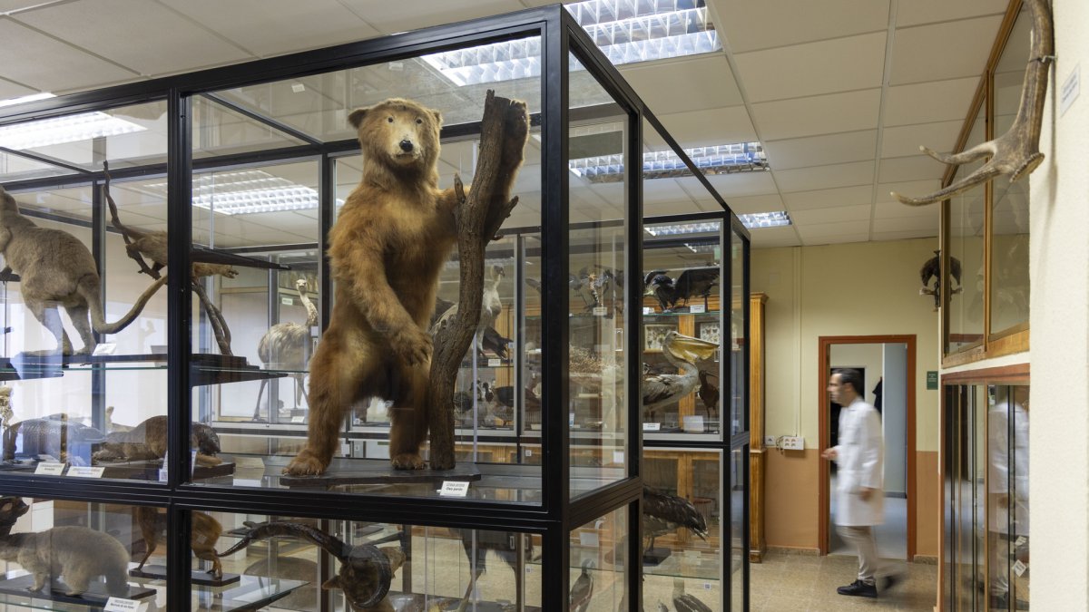 Museo de historia natural del IES Fray Luis de León en Salamanca.