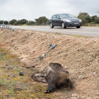 Jabalí muerto en una carretera de Castilla y León.