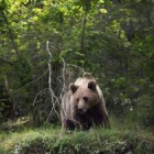 El oso se pasea por una carretera de Guardo en Palencia
