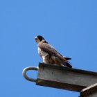 Un ejemplar de halcón peregrino.