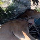Imagen del rescate de la yegua atrapada en un alambre en Ávila