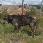 Imagen del animal, localizado en Ávila, con claros síntomas de abandono.