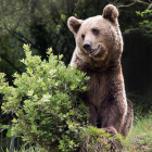 Oso pardo cantábrico. ICAL