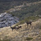 Un ciervo rodeado de hembras al amanecer en el Valle de Miranda en la montaña palentina en una imagen de archivo