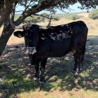 Una de las vacas de José María Manchado que ha pasado la EHE.