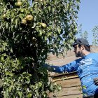 Recogida de la Pera Conferencia del Bierzo, que tramita ahora en la Unión Europea su IGP.