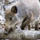 Un jabalí busca alimento en una zona boscosa. ICAL