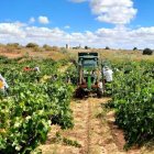 Imagen de un viñedo de la Ribera del Duero en Aranda de Duero. E. M.
