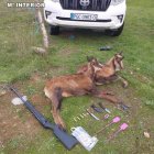 Los rebecos abatidos.