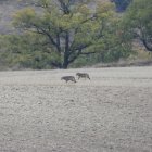Lobos ibéricos en Castilla y León.