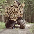 Un operario ajusta las bridas que sujetan un cargamento de troncos en una explotación forestal.