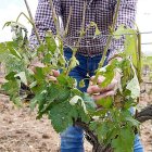 Efectos del granizo en un majuelo de Ribera del Duero.