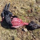 Ataque de un lobo a un ternero en Ávila