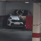 Un ciervo llega hasta el centro de Zamora y se mete en un aparcamiento del Casco Antiguo