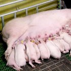 Una de las cerdas madres amamantando a sus crías en la granja de Atauta.