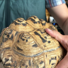 Uno de los animales exóticos intervenidos de la red de tráfico ilegal