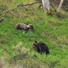 Pareja de osos cantábricos en celo
