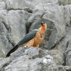 Quebrantahuesos en Picos de Europa, en una imagen de archivo