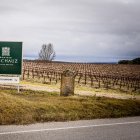 La superficie asegurada de uva de vino hasta el momento en Castilla y León es de más de 34.300 hectáreas.