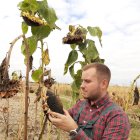 Un joven agricultor examina un cultivo de girasol