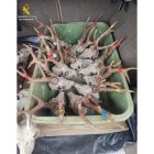 Sancionados por transportar 28 cabezas de animales en el maletero de un vehículo.