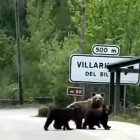 Los vecinos de Villarino del Sil (León) vuelven a ver deambular a la osa con varios oseznos.-LA 8 BIERZO