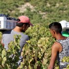 Jornaleros recogen uva en una campaña de vendimia en un majuelo de la Ribera del Duero.