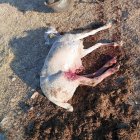 Una de las ovejas atacadas por los lobos