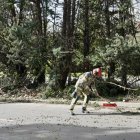 Los bomberos retiran un árbol caído por el viento en Valladolid