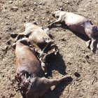 Cerdos muertos por un ataque de lobo en una explotación en Salamanca