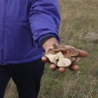 Un setero con una cesta de mimbre recoge setas de cardo