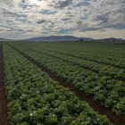 Florette acaba de concluir su campaña superando las altas temperaturas que han marcado este verano