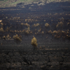 Vista general de superficie quemada en Zamora. -E.PRESS