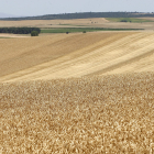 Campos de cereal en Castilla y León. E.M.
