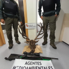 Agentes medioambientales localizan a dos cazadores furtivos que habían abatido un ciervo macho en el límite de Zamora y León. Ical