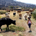 Daños en la ganadería de las zonas afectadas por el incendio de Navalacruz. - ICAL