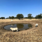 La sequía está poniendo en jaque a las explotaciones agrícolas y ganaderas de toda Castilla y León.- ICAL