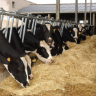 Granja de vacas lecheras en la Comunidad.- HDS