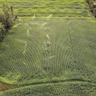 Aspersores activados en un regadío de maíz en una explotación de la provincia de Salamanca. ENRIQUE CARRASCAL