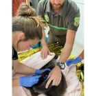 Imagen de archivo en la que una veterinaria atiende al osezno. - JCYL