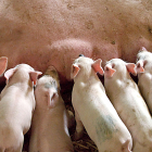Imagen de archivo de unos cerdos. -PQS / CCO