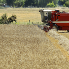 Una cosechadora en plena tarea de recolección de cereal recorre una explotación agrícola de la comarca leonesa de Ponferrada. CÉSAR SÁNCHEZ / ICAL