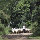 Un joven ganadero saca a pastar su rebaño de ovejas en una pequeña explotación del norte de León. / ICAL