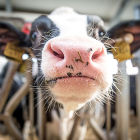 Una vaca lechera mira a la cámara tras las teleras de un cebadero.  -PQS / CCO